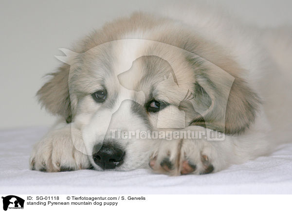 standing Pyrenean mountain dog puppy / SG-01118