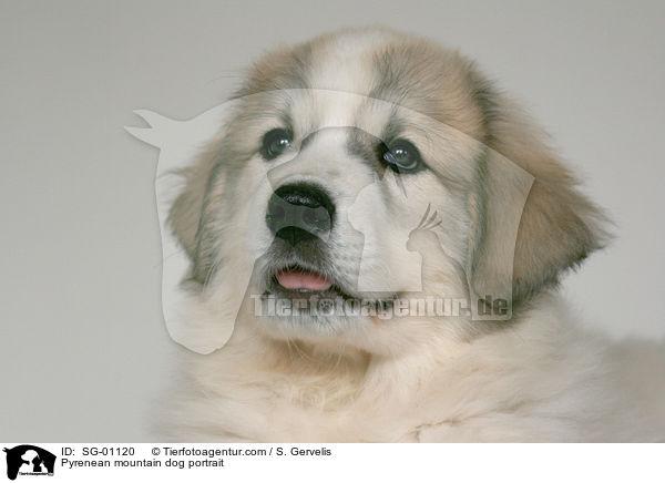 Pyrenean mountain dog portrait / SG-01120