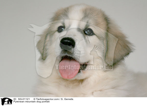 Pyrenean mountain dog portrait / SG-01121