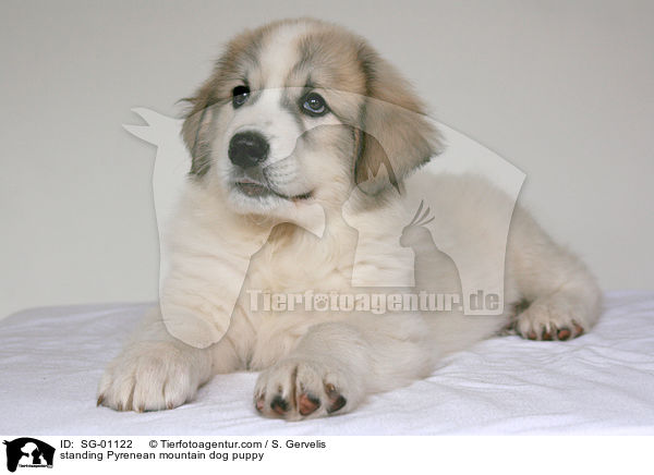standing Pyrenean mountain dog puppy / SG-01122
