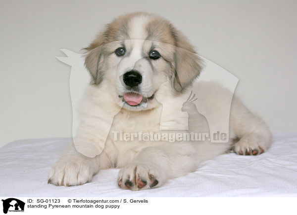 standing Pyrenean mountain dog puppy / SG-01123