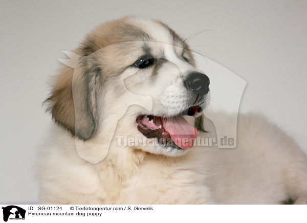Pyrenean mountain dog puppy / SG-01124