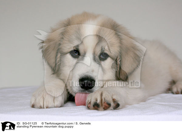 standing Pyrenean mountain dog puppy / SG-01125