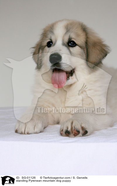 standing Pyrenean mountain dog puppy / SG-01126