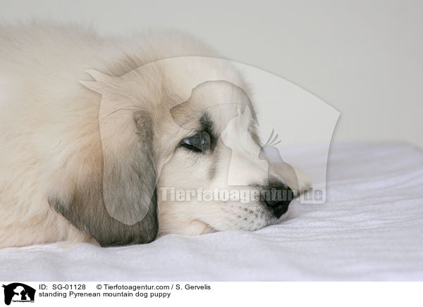 standing Pyrenean mountain dog puppy / SG-01128