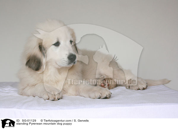 standing Pyrenean mountain dog puppy / SG-01129