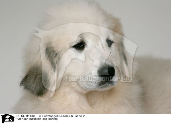 Pyrenean mountain dog portrait / SG-01130