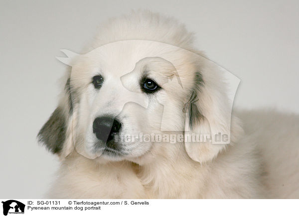 Pyrenean mountain dog portrait / SG-01131
