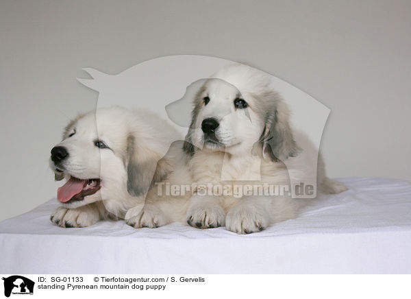 standing Pyrenean mountain dog puppy / SG-01133