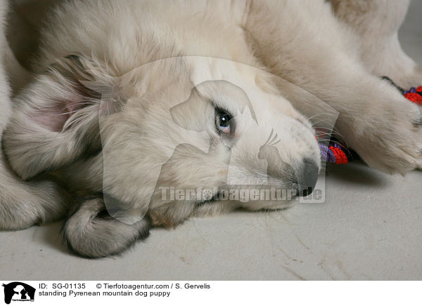 standing Pyrenean mountain dog puppy / SG-01135