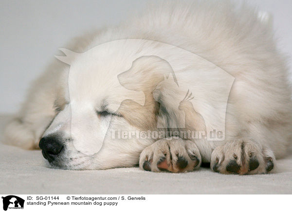 standing Pyrenean mountain dog puppy / SG-01144