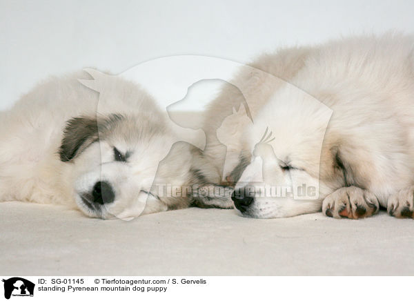 standing Pyrenean mountain dog puppy / SG-01145