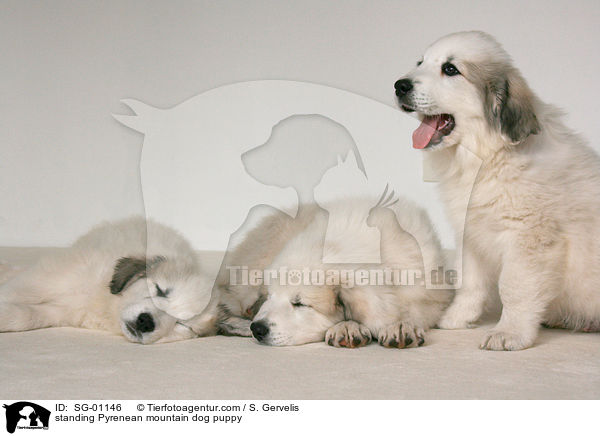 standing Pyrenean mountain dog puppy / SG-01146