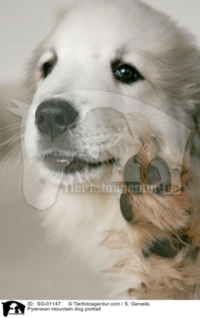 Pyrenean mountain dog portrait / SG-01147