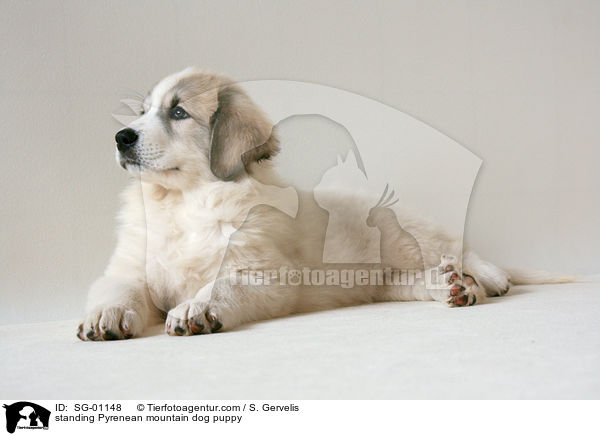 standing Pyrenean mountain dog puppy / SG-01148