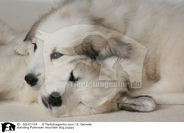 standing Pyrenean mountain dog puppy / SG-01154