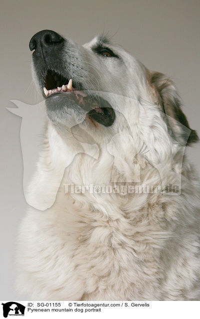 Pyrenean mountain dog portrait / SG-01155