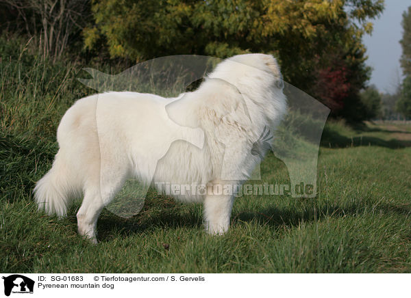 Pyrenean mountain dog / SG-01683