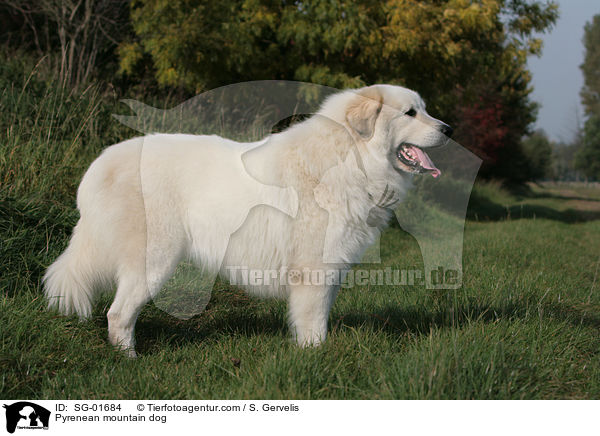 Pyrenean mountain dog / SG-01684