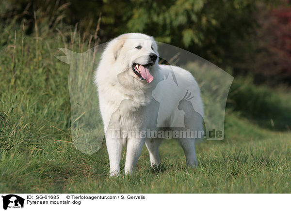 Pyrenean mountain dog / SG-01685