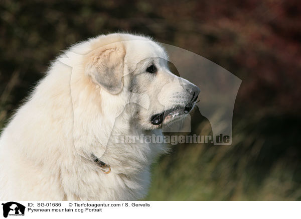 Pyrenean mountain dog Portrait / SG-01686