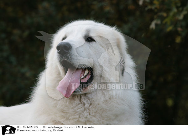 Pyrenean mountain dog Portrait / SG-01689