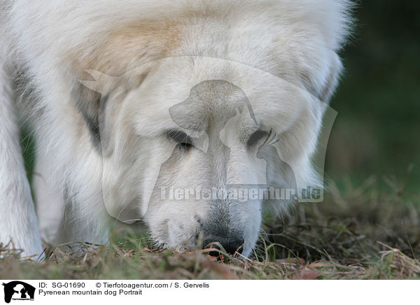 Pyrenean mountain dog Portrait / SG-01690