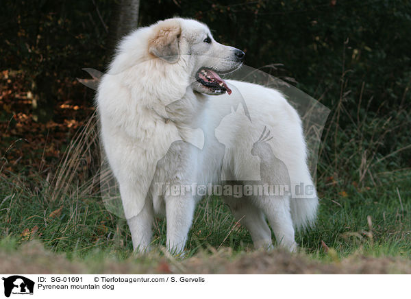 Pyrenean mountain dog / SG-01691