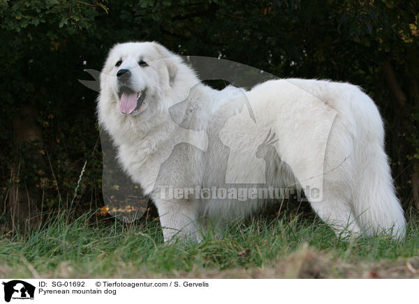 Pyrenean mountain dog / SG-01692
