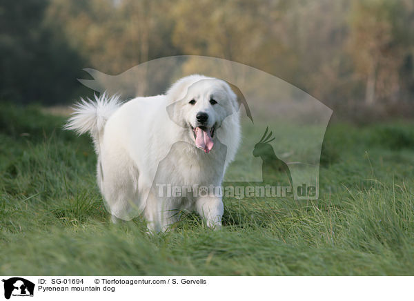 Pyrenean mountain dog / SG-01694