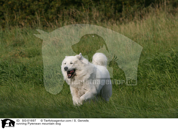 running Pyrenean mountain dog / SG-01697