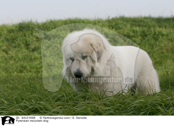 Pyrenean mountain dog / SG-01698