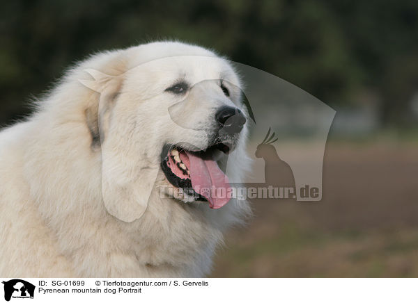 Pyrenean mountain dog Portrait / SG-01699