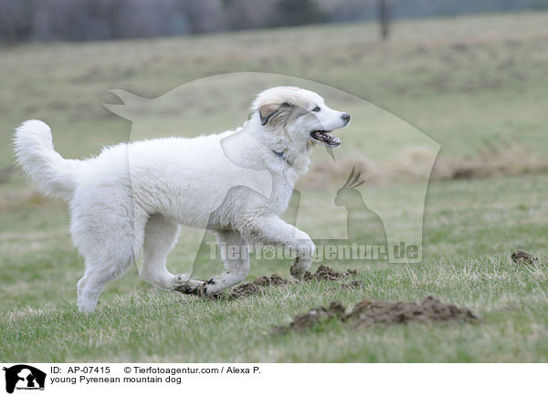 young Pyrenean mountain dog / AP-07415