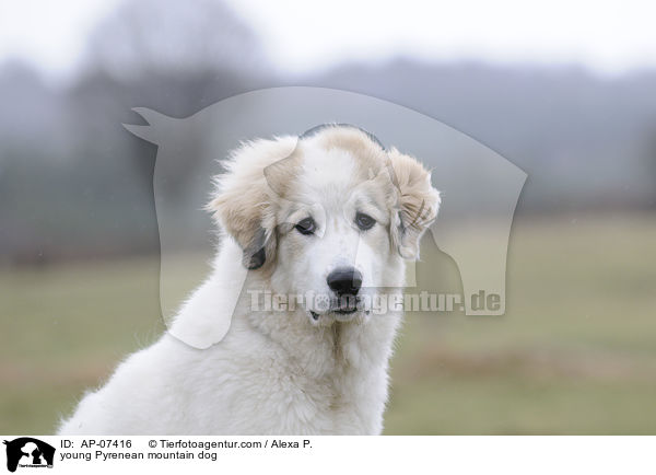 young Pyrenean mountain dog / AP-07416