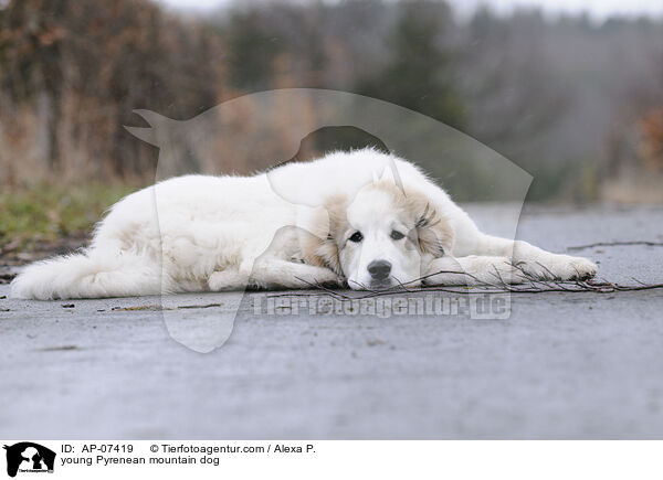 young Pyrenean mountain dog / AP-07419