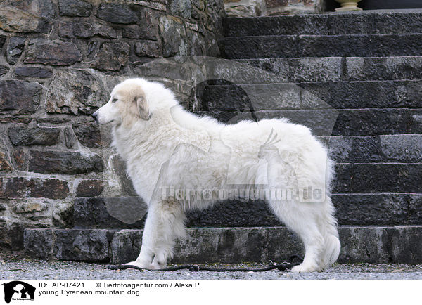 young Pyrenean mountain dog / AP-07421