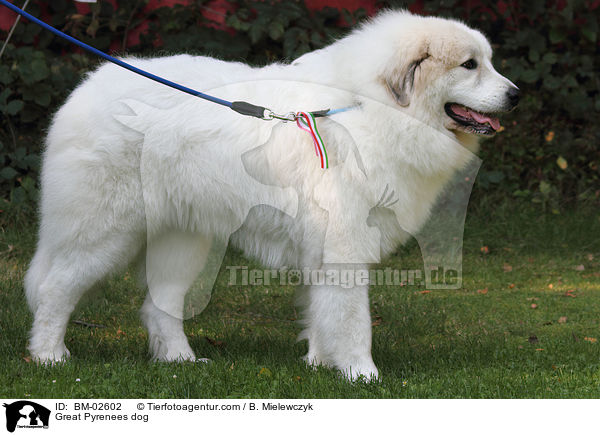Great Pyrenees dog / BM-02602
