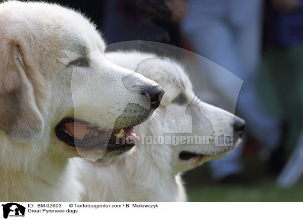 Great Pyrenees dogs / BM-02603