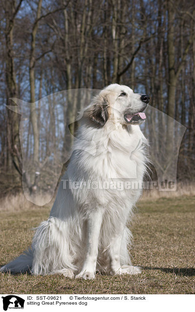 sitting Great Pyrenees dog / SST-09621
