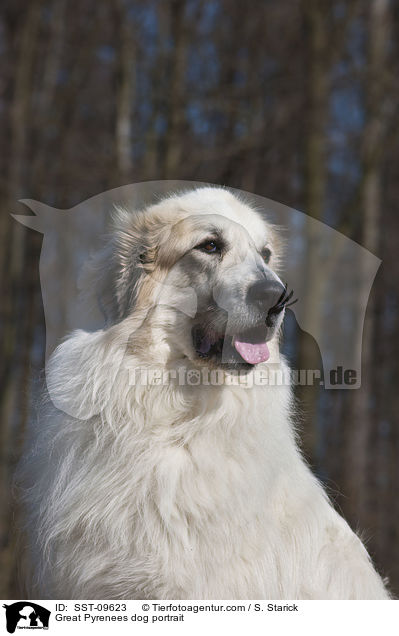 Great Pyrenees dog portrait / SST-09623
