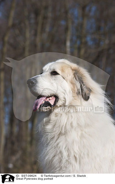 Great Pyrenees dog portrait / SST-09624