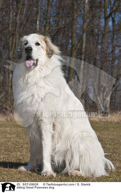 sitting Great Pyrenees dog / SST-09626