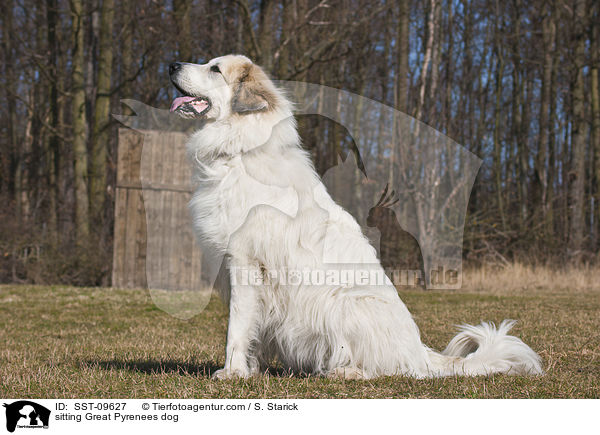 sitting Great Pyrenees dog / SST-09627