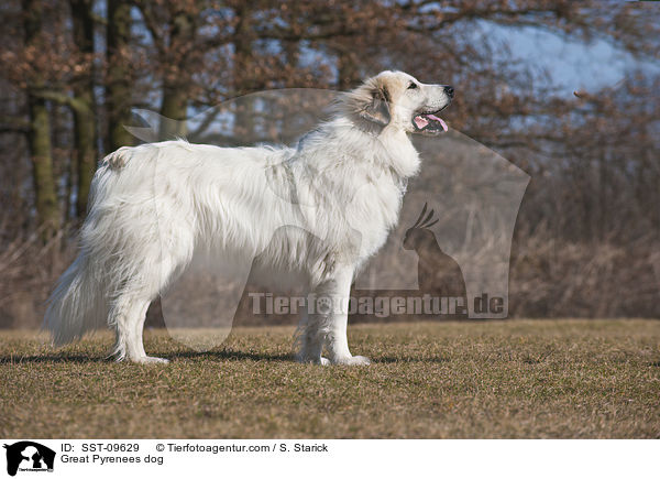 Great Pyrenees dog / SST-09629