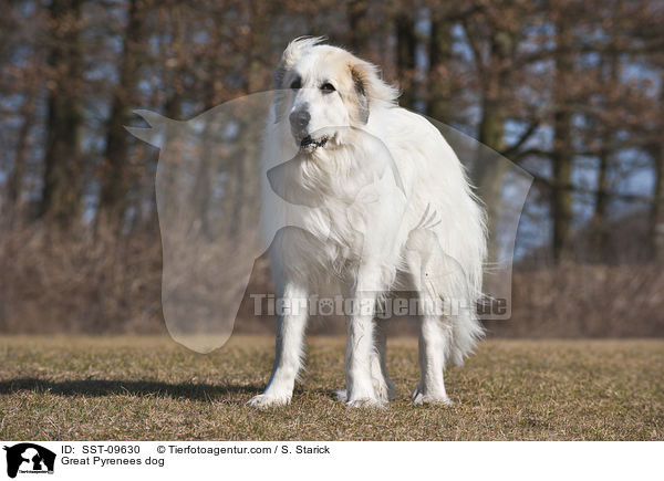 Great Pyrenees dog / SST-09630