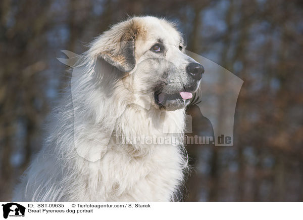 Great Pyrenees dog portrait / SST-09635