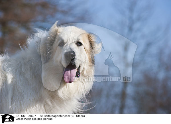 Great Pyrenees dog portrait / SST-09637