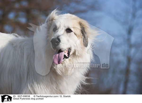 Great Pyrenees dog portrait / SST-09638