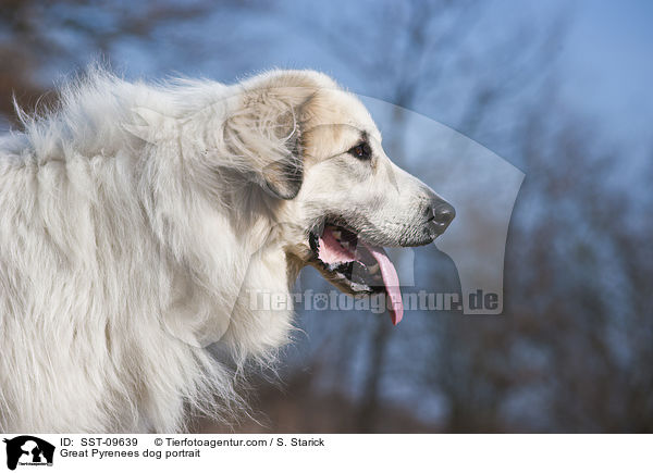 Great Pyrenees dog portrait / SST-09639